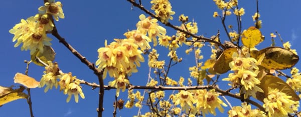 Rametti gialli di calicantus, fiore che sboccia in inverno